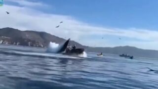 Whale Accidentally Swallows Two Female Paddleboarders